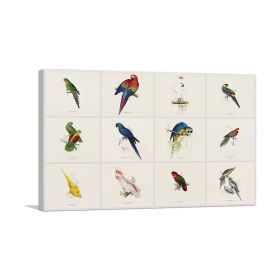 Parrot Cockatoo Macaw Parakeet Collage Rectangle (Type: Standard Framed Canvas Print, size: 28" x 20" / 70cm x 50cm (approx))